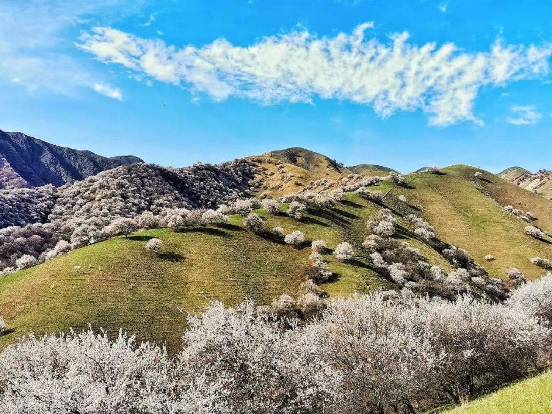 今日花况:那拉提杏花谷漫山遍野散芬芳_摄影_孟传荣_伊犁