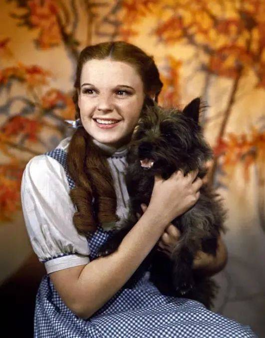 绿野仙踪中的托托是什么狗