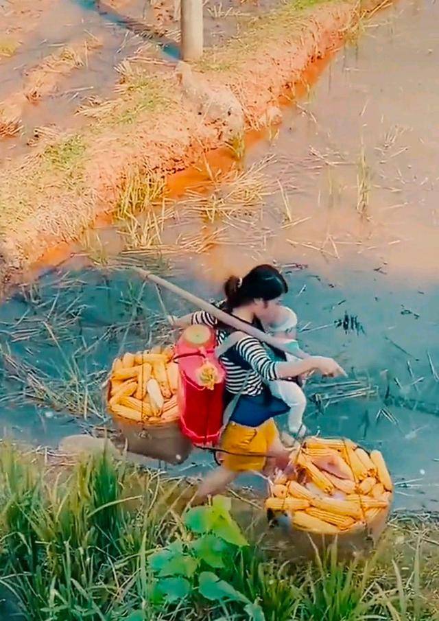 女子挑两担玉米背着药筒胸前挂着孩子健步如飞干农活引争议