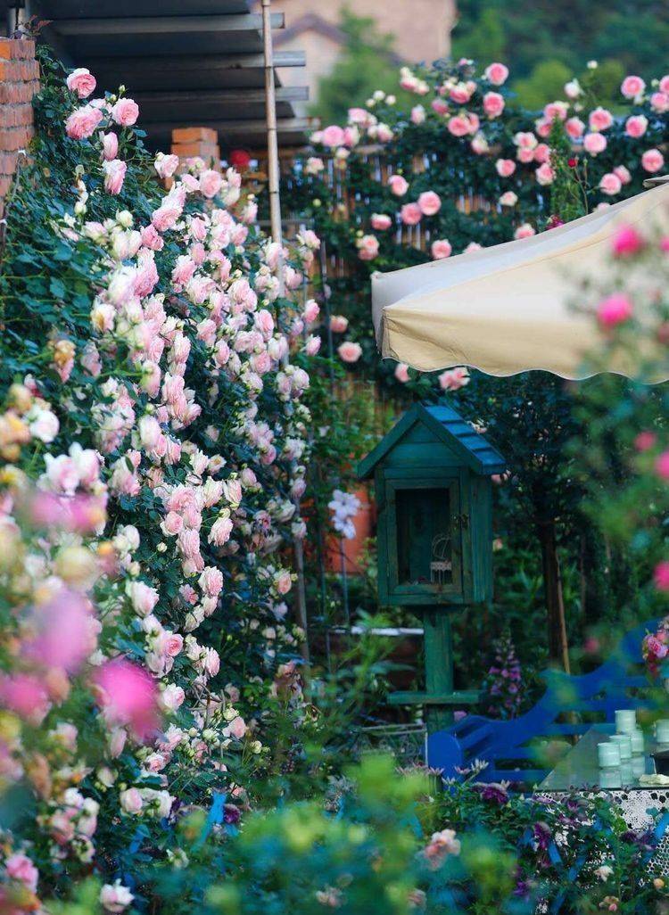 原创把300㎡茶园改造成花园三年时间这里仿佛成了仙境太美了