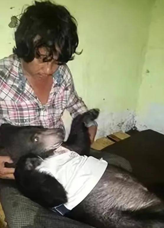 离谱缅甸网红被熊咬死生前曾跟熊同吃同住网友建议装死