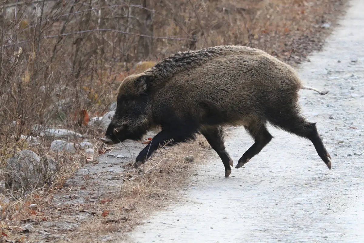 四川山区发现一头"黄彪",跟在野猪后面找吃的,敢与豹子对峙_动物_植物