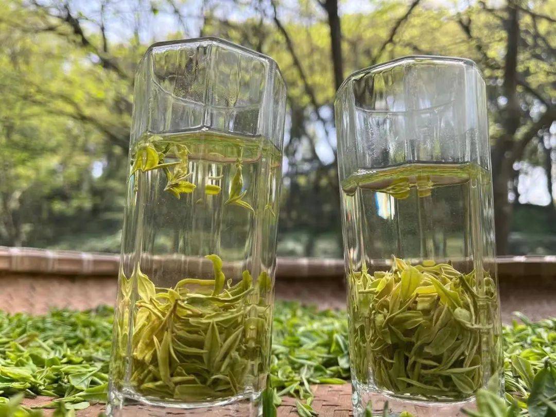 不负好春光春日虎丘采茶忙