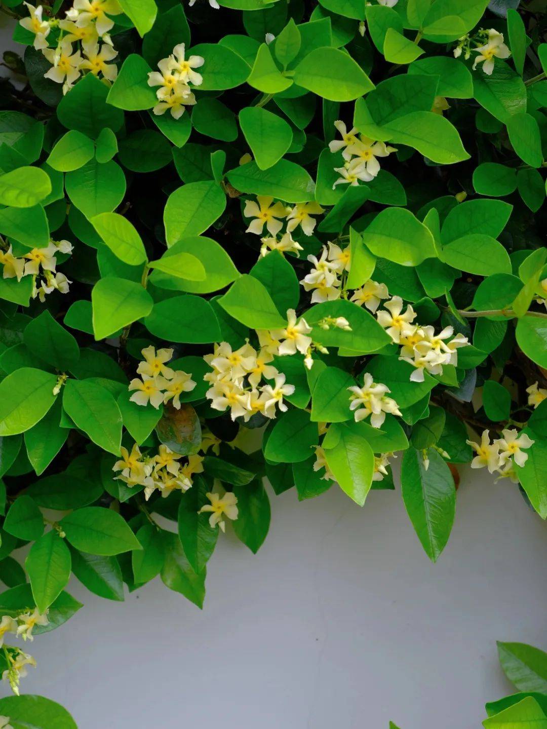 风车茉莉还有一个好处,就是的修剪也不用多费心,它的花朵会随着花期变