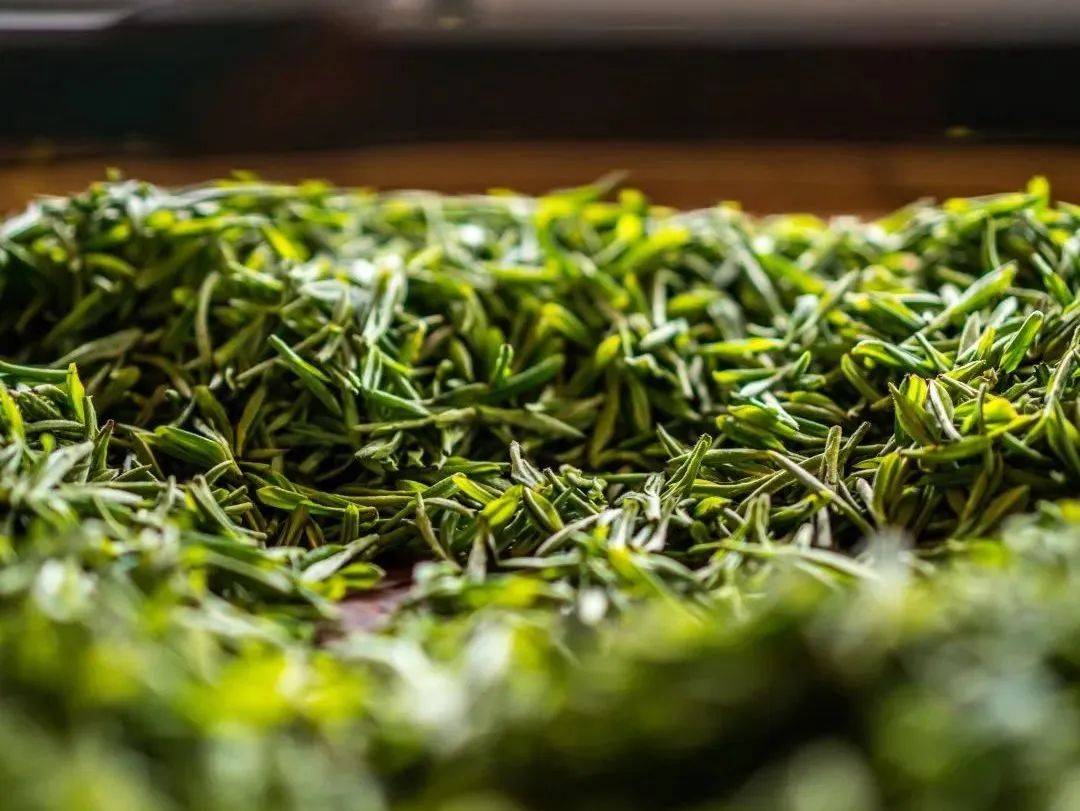 不负好春光春日虎丘采茶忙