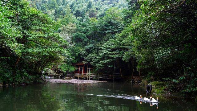 原创湖南浏阳这座大峡谷有国内最大的野生桂花群距长沙仅1h车程