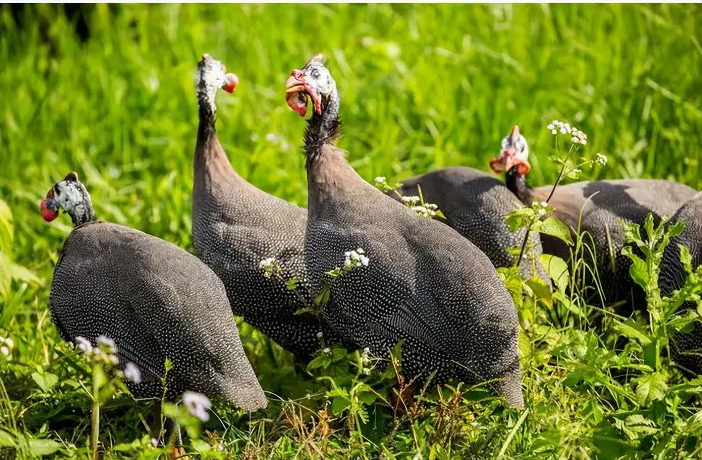 黎江村珍珠鸡特色推荐菜谱之富贵珍珠叫花鸡