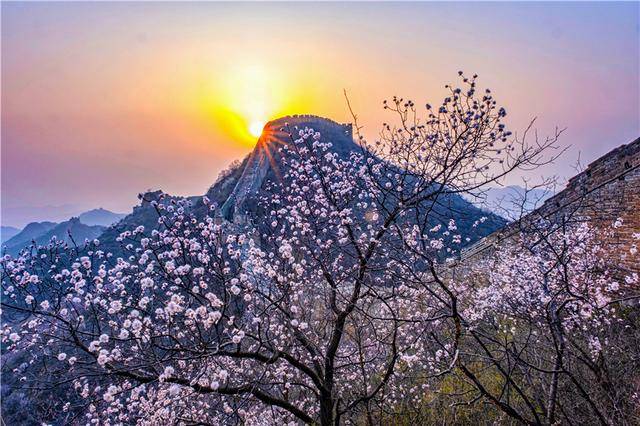 河北赏花，金山岭长城十万亩野杏花盛放，云海花海和长城交相辉映