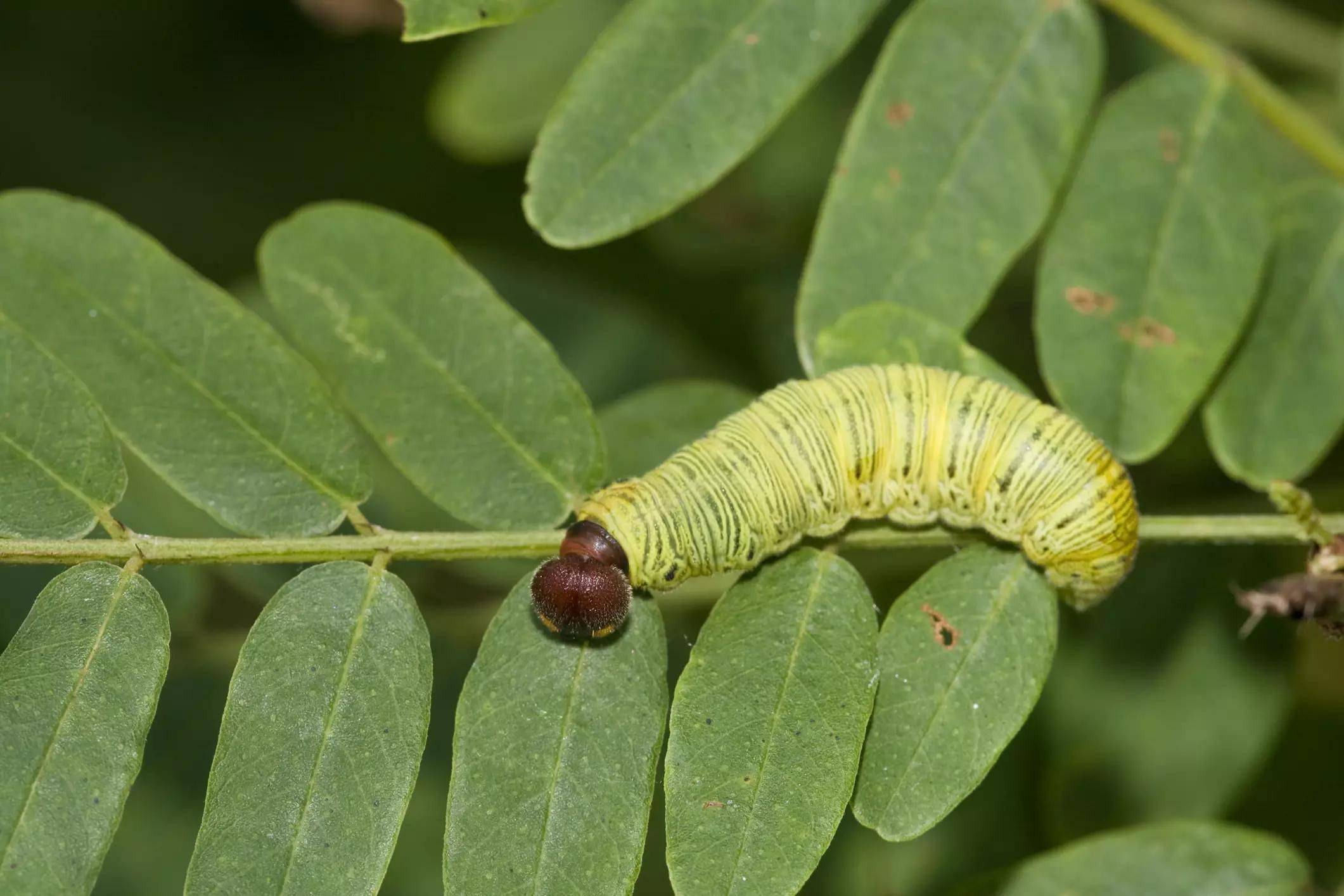 什么是 5 种昆虫幼虫？