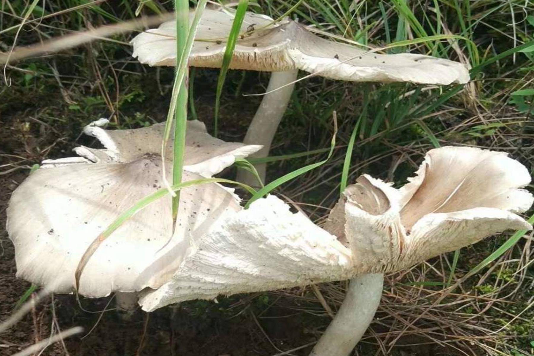 采了3年的鸡枞菌搬了家,大妈果断报了案_白蚁_大婶_报警