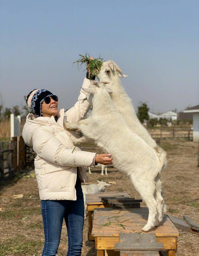 原创55岁刘嘉玲郊游穿紧身裤喂山羊长腿抢镜这身材奶奶辈里少有