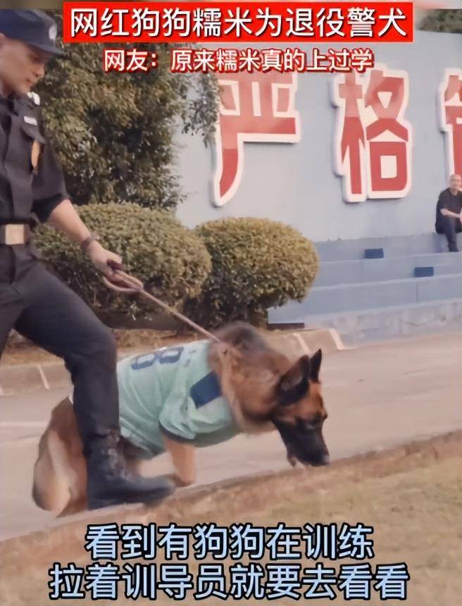 最感动的是,跑累的糯米躺在草地上刚要合眼休息,熟悉的号令一响起