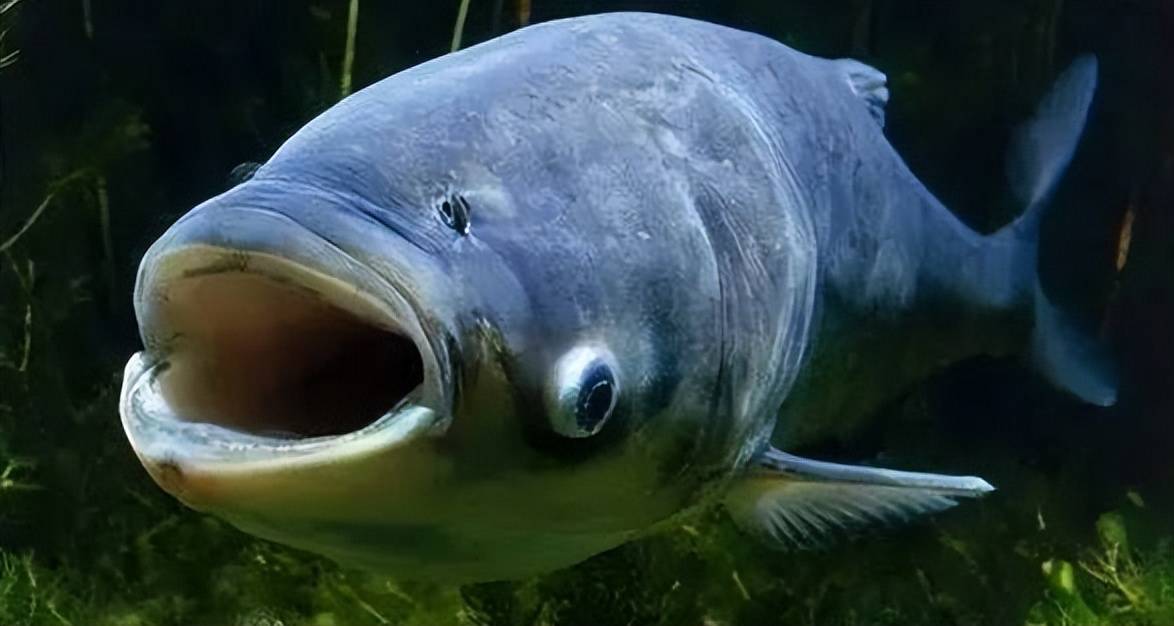 大嘴鲢鱼图片