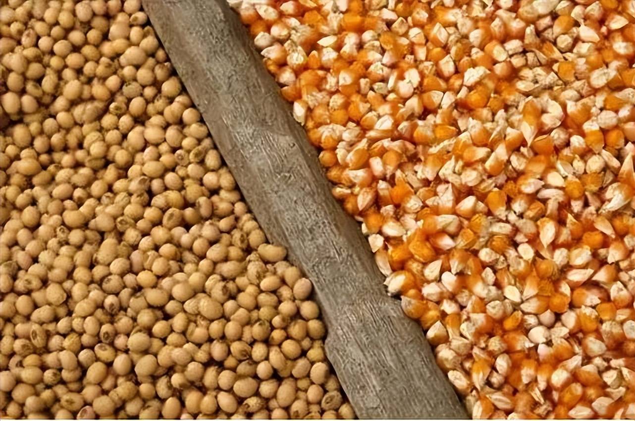 原创最高降200元豆粕趋稳玉米受冲击饲料原料价格回调风险加大