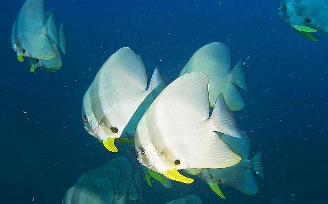 马里亚纳海沟动物图片