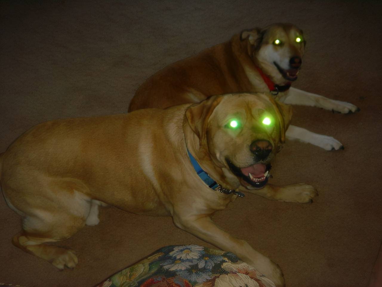 灯光照射狗眼睛后发出绿光也正因如此,当强光照射狗的眼睛时,我们会