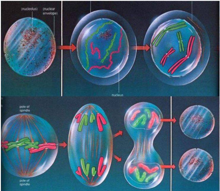 人死后,体内的"僵尸基因"开始活跃,试图复活人类_科学家们_细胞_研究