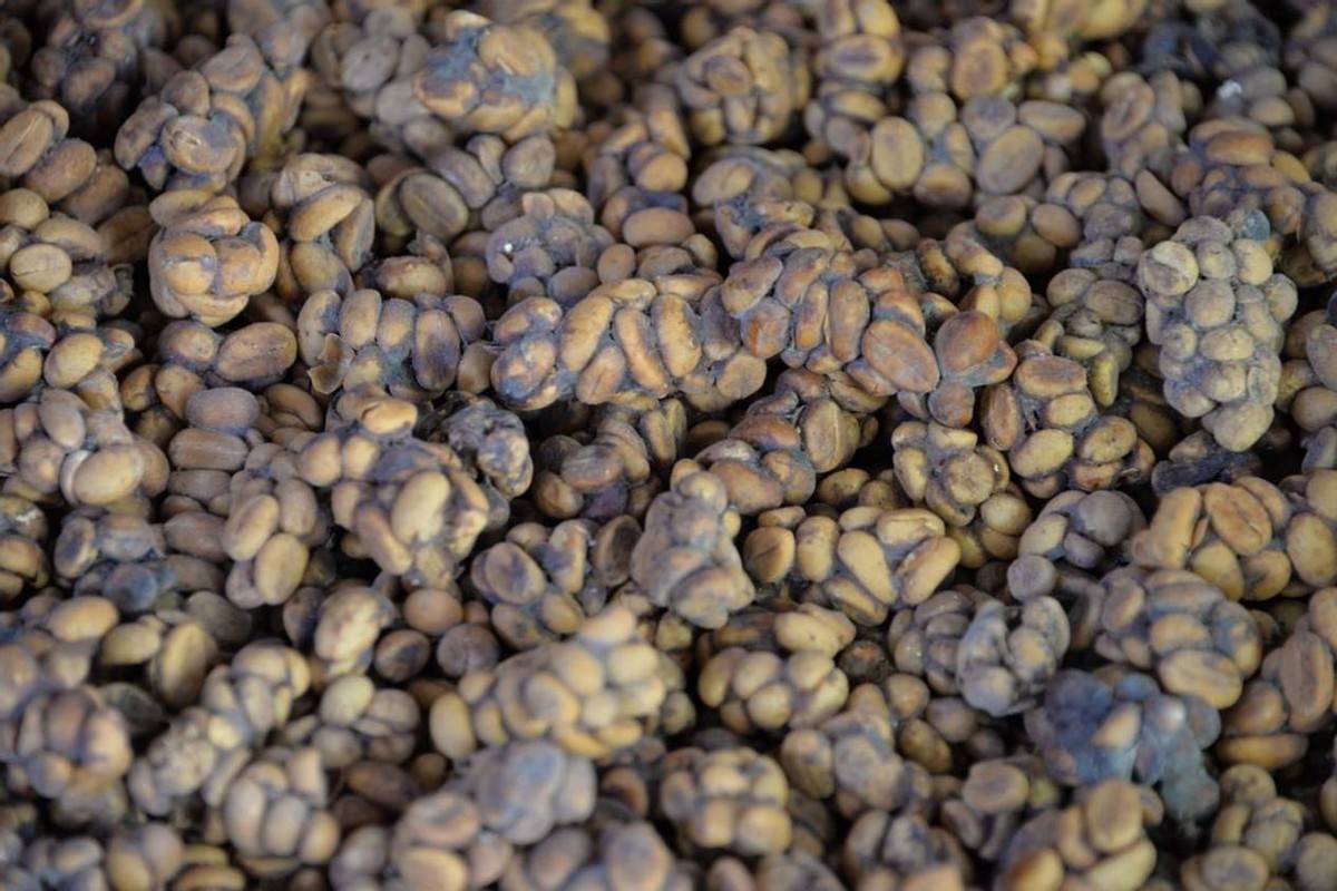 猫屎咖啡是印尼的特色咖啡,但每年产量只有不到400千克,500g的麝香猫