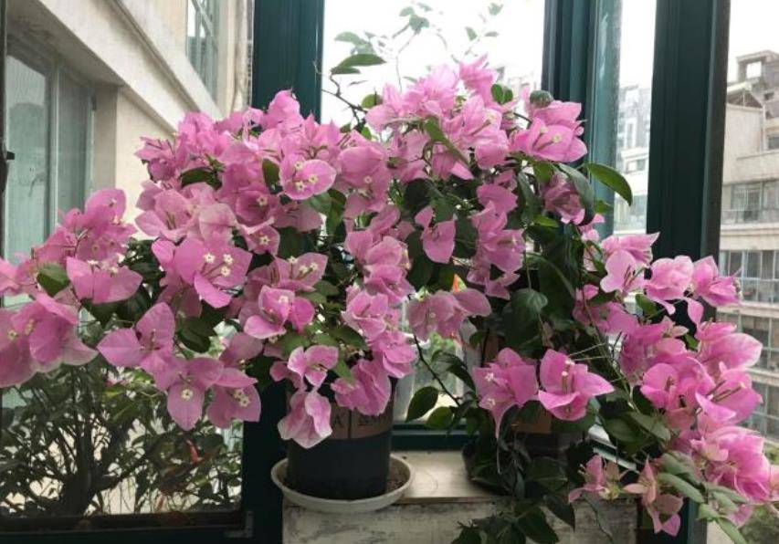 4月三角梅还没“睡醒”？几个动作催一催，花苞满盆真壮观_植株_