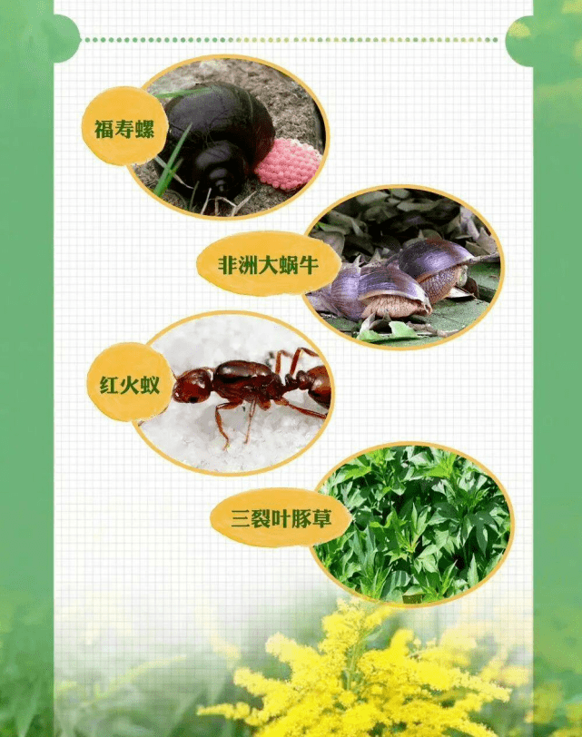 这些物种被列入《中国外来入侵物种名单》,我国也因此成为世界上受