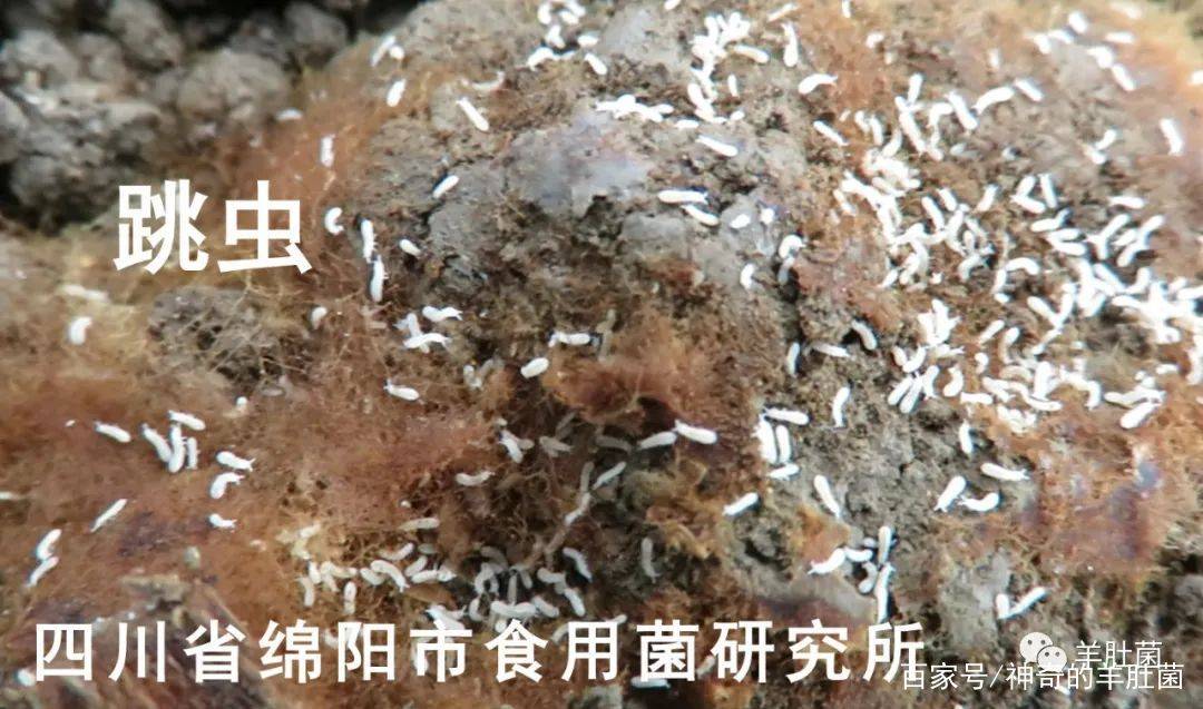 菌蝇和蛞蝓,这几种虫都喜欢吃羊肚菌的菌丝,特别是跳虫危害羊肚菌菌丝