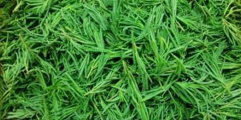 农村的天然美容菜,不仅能美容,还是天然的抗癌野菜_黄菜_维生素_人体