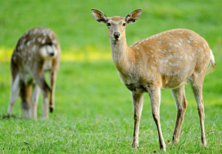 梅花鹿是一种中型鹿,体态秀美,运动灵活,头部略圆,颜面部较长,眼大而