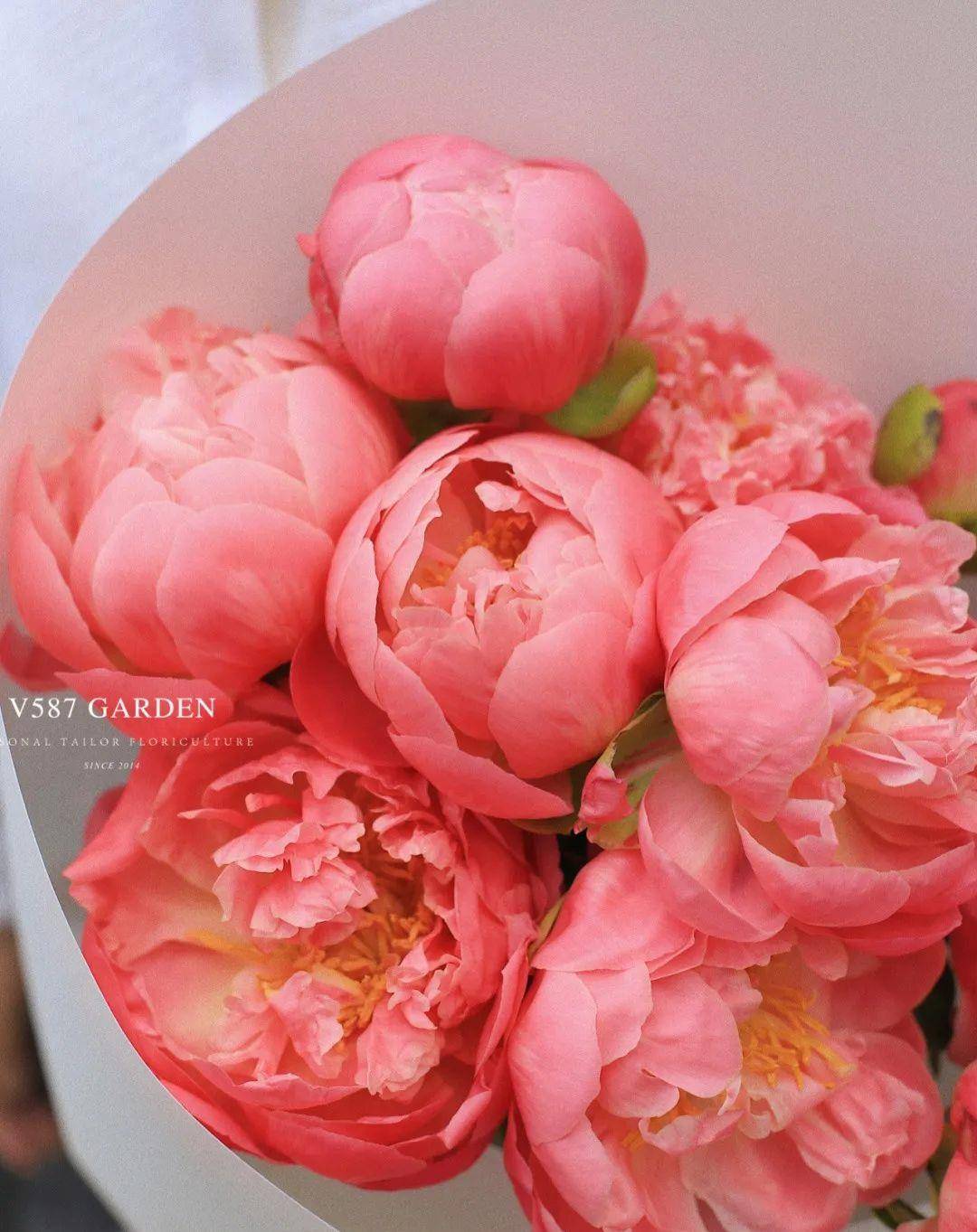 原创100朵芍药vol9落日珊瑚芍药定格落日余晖的绚烂