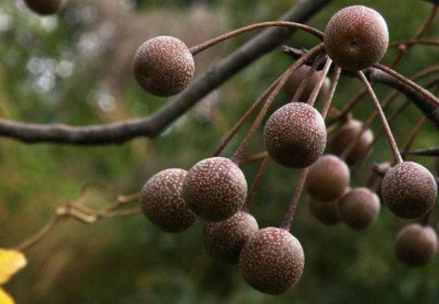 原创青春的回忆就是把涩的棠梨吃出了甜味用讨厌的鬼针草做游戏