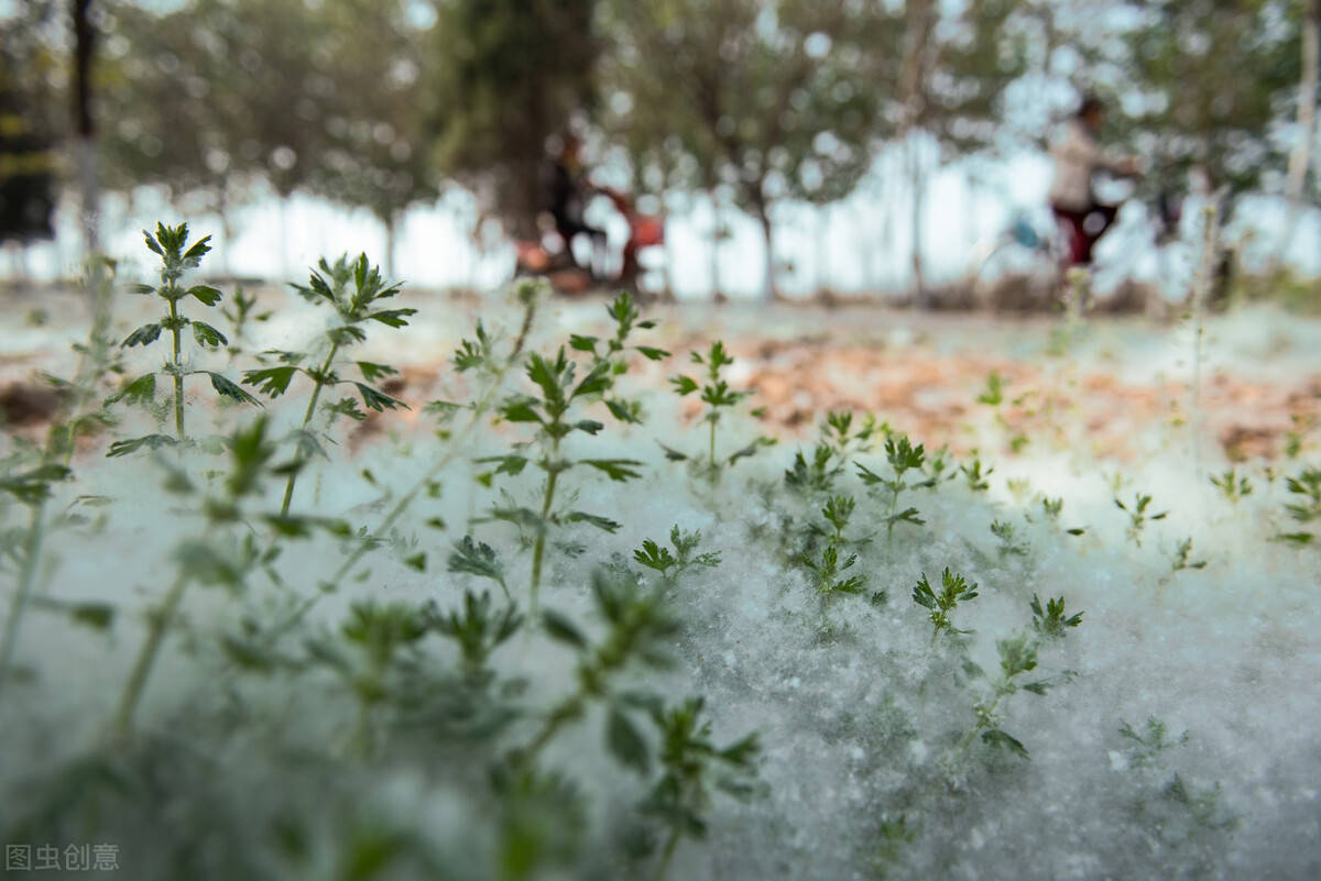 杨絮柳絮又双叒叕来了这些防范一定得知道