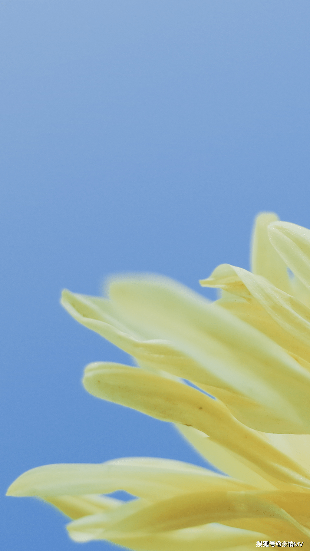 自然清新黄花摄影