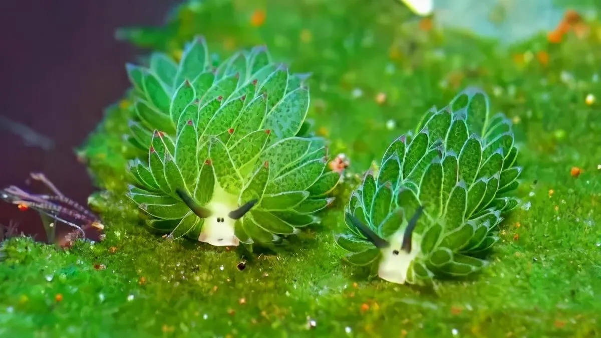 为了繁殖,可互换角色的海蛞蝓,其实是同类相食的凶残