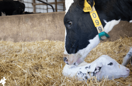 "产娃产奶我不停歇"——揭秘奶牛不为人知的一生_母牛_小牛犊_产奶量