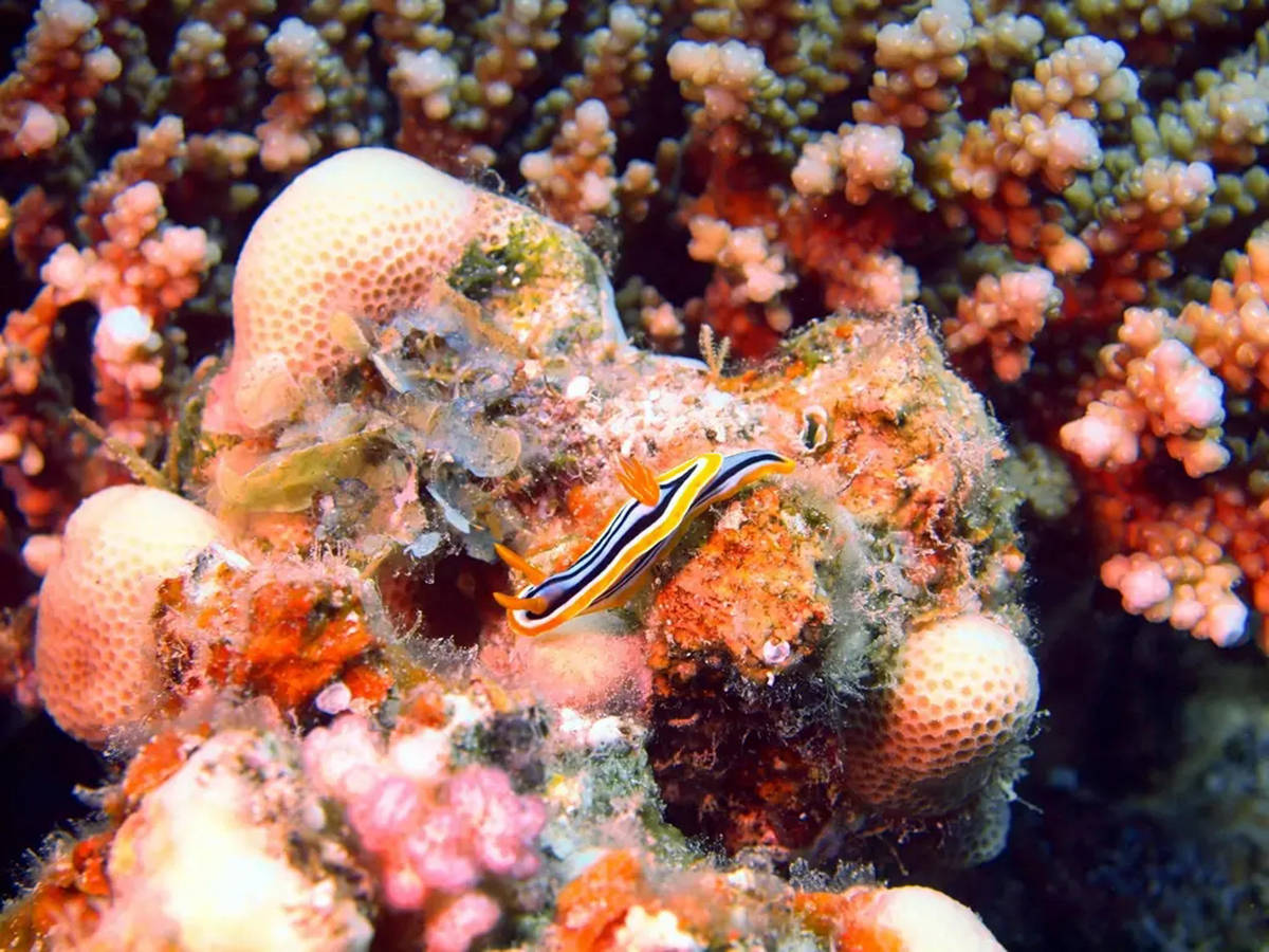 海蛞蝓的繁衍方式也很独特,它们是雌雄同体生物,经常