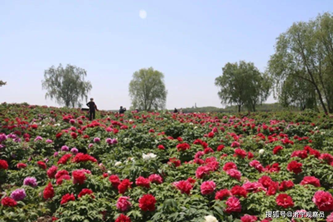 济宁观察员太白湖景区大唐牡丹园赏花攻略