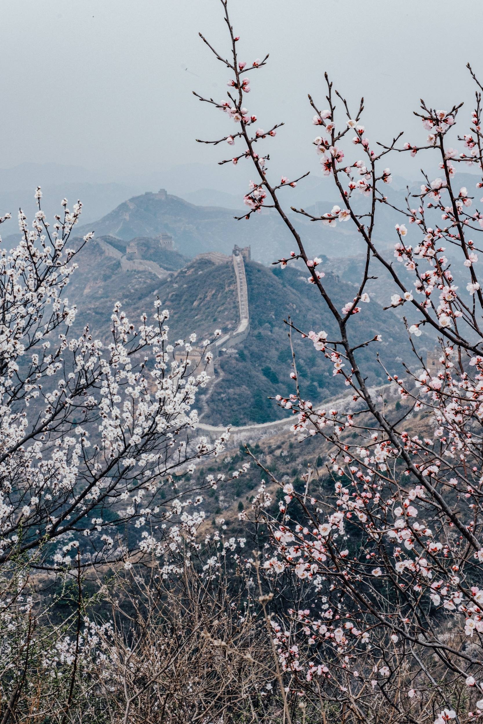 八达岭长城杏花图片