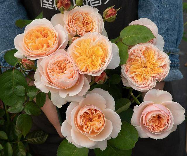 原创月季中的经典款花朵多姿又美艳水果香气足你值得拥有