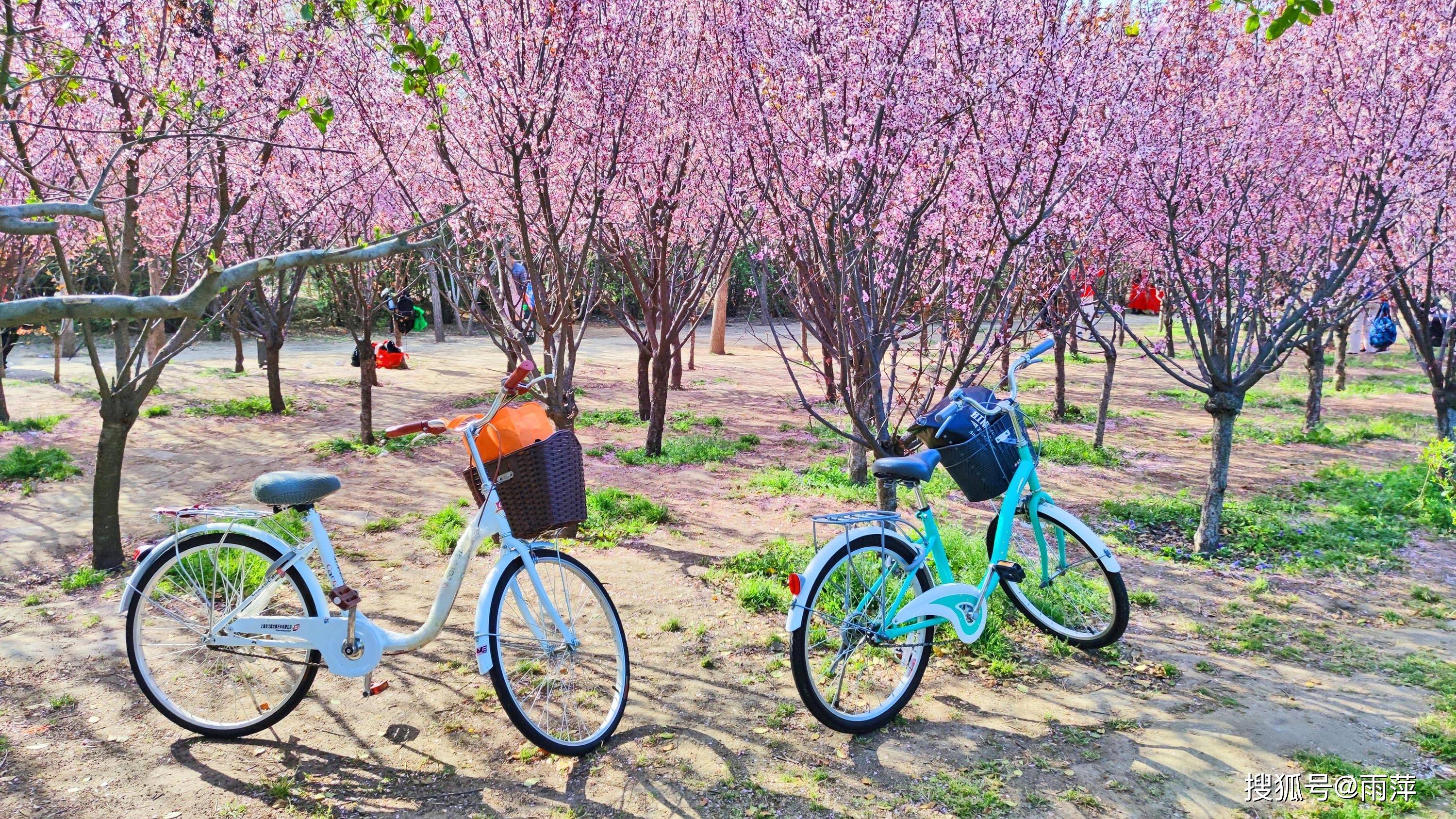 春天来了，古都安阳殷墟国家考古遗址公园，赏花、放风筝一样不少