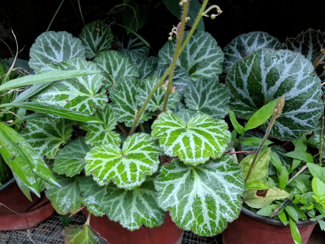 治急性肾炎,这一味药也能建奇功_虎耳草_石恩骏_方药