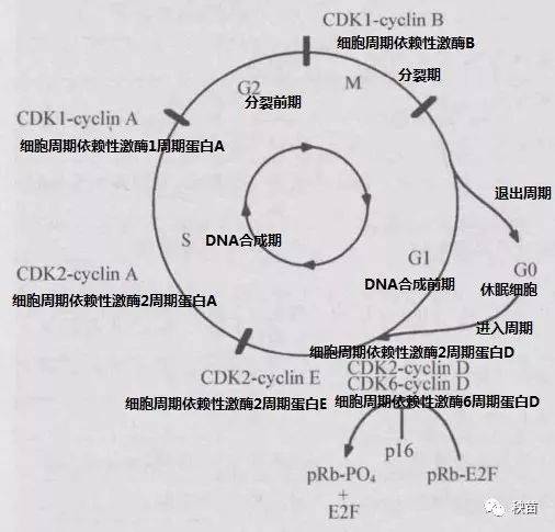 肿瘤须知细胞周期