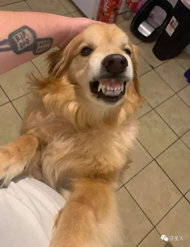 呲牙凶人的金毛险被安乐死关键时刻却被人阻止领走