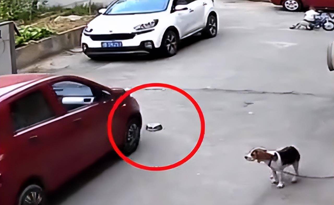 四川一狗子饭碗被压扁,哀嚎声传遍全小区,狗子:你赔我的铁饭碗