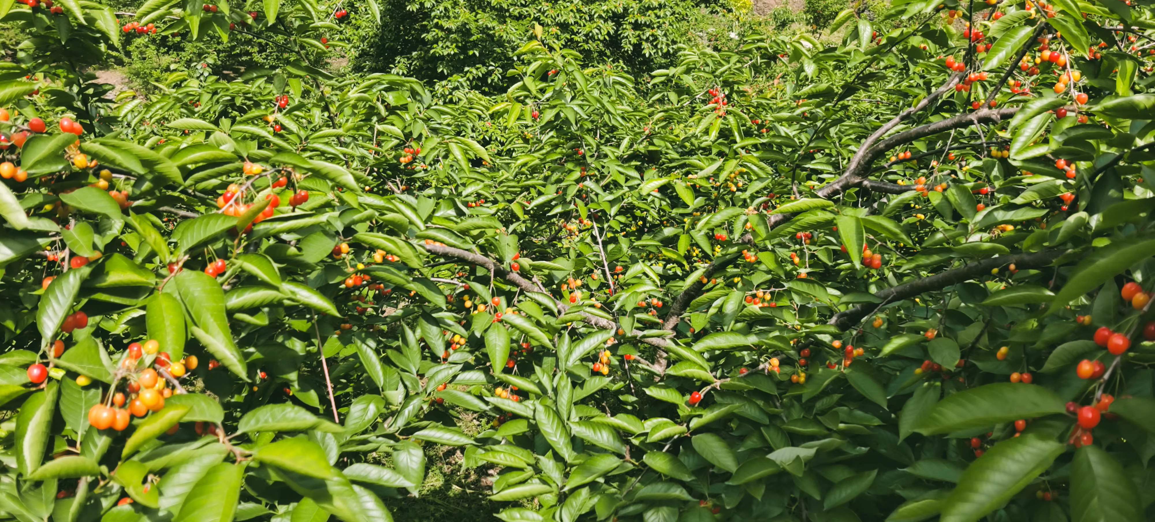 那蜿蜒屈回的嘉陵江从秦岭奔腾而来,坦然而去,在大山的世界里,樱桃树