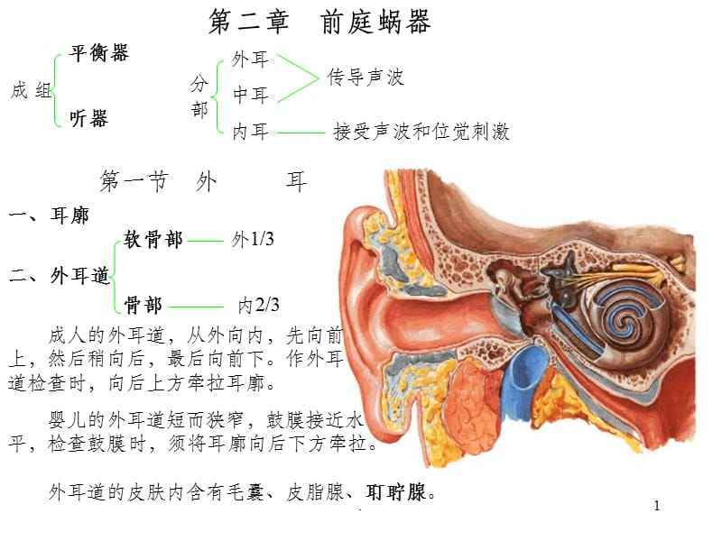 耳结构图及功能图片