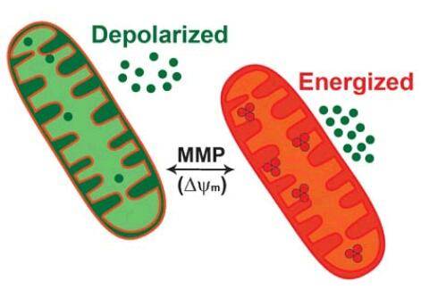 mitoid線粒體膜電位細胞毒性試劑盒解決方案