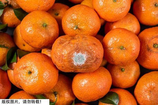 有强致癌性!这样的水果千万别吃,一对夫妻因此同患肝癌