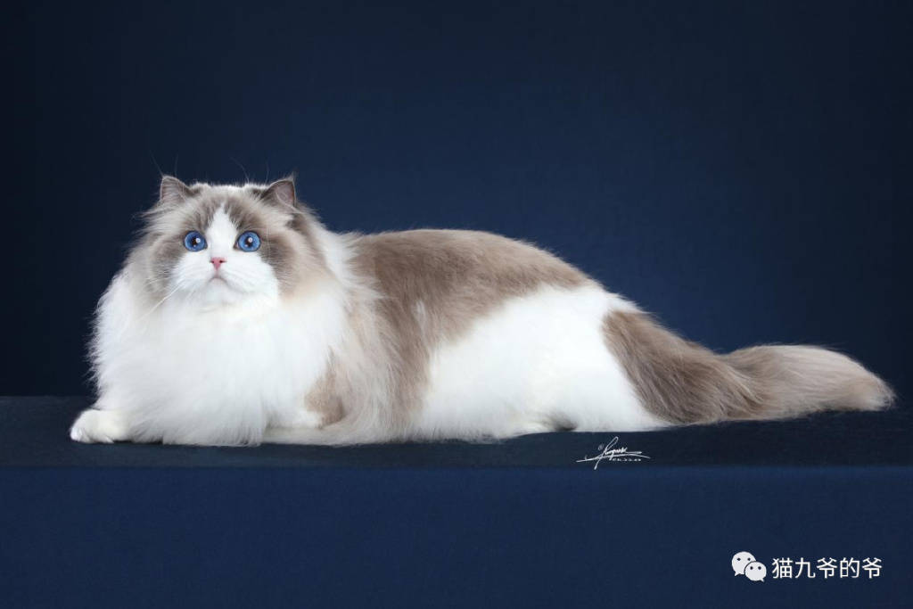 鉴赏品种猫之猫仙子布偶