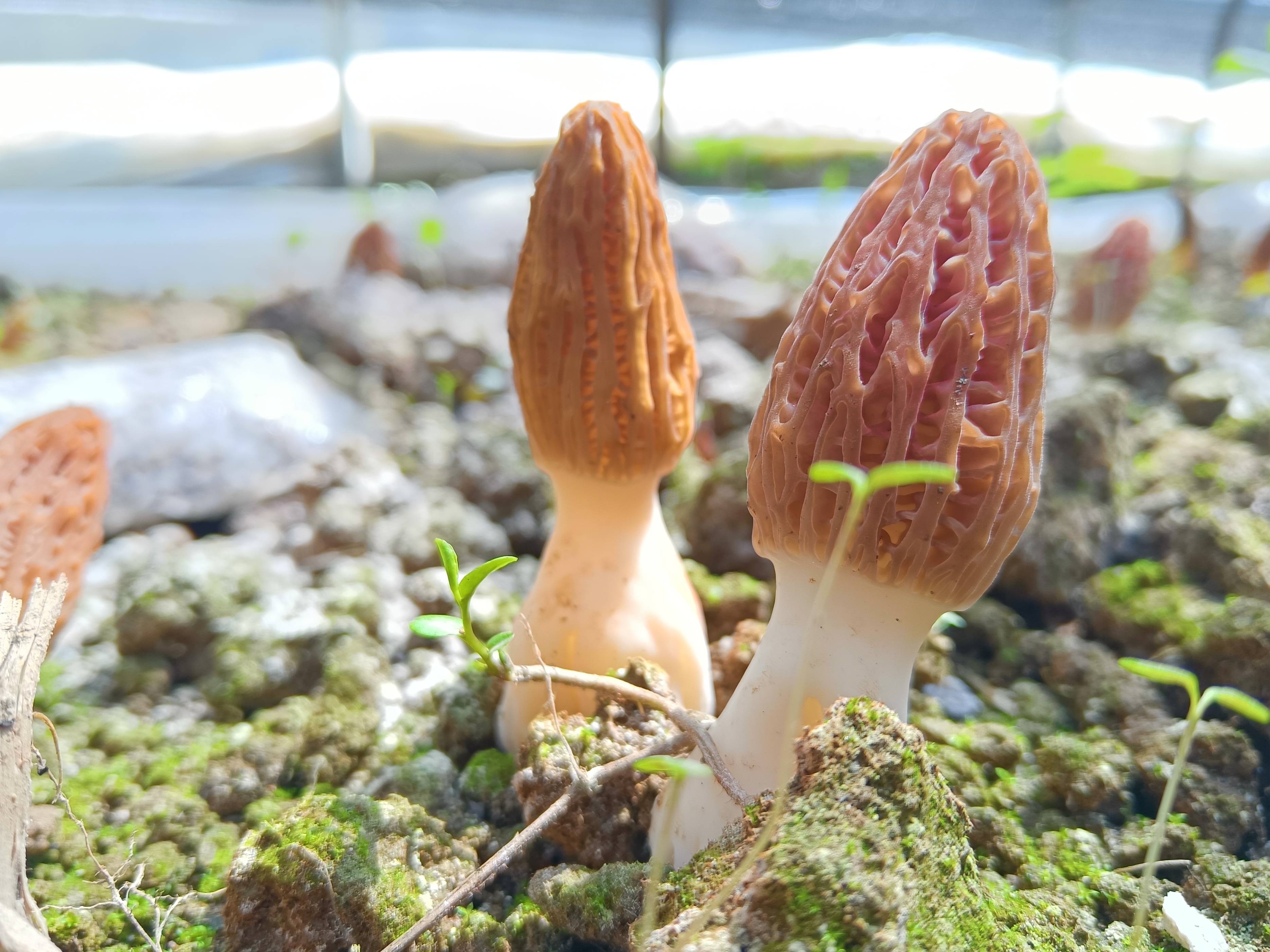 内外联动,"鲜绿"富硒茶产品托起村民"增收梦"近三年,笔架村累计发展