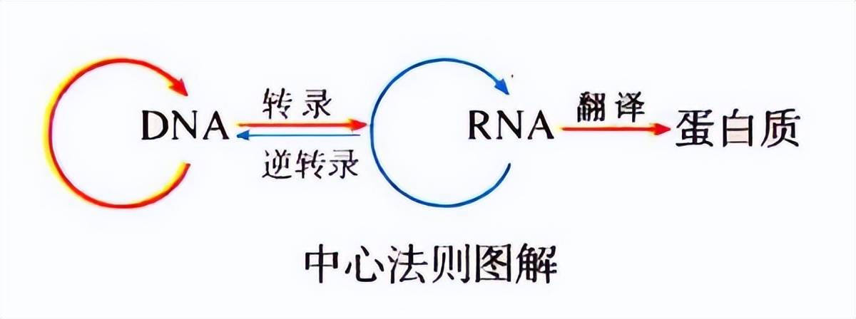 mrna技术产品通过中心法则在集体表达目的的蛋白/抗原,实现治疗或预防