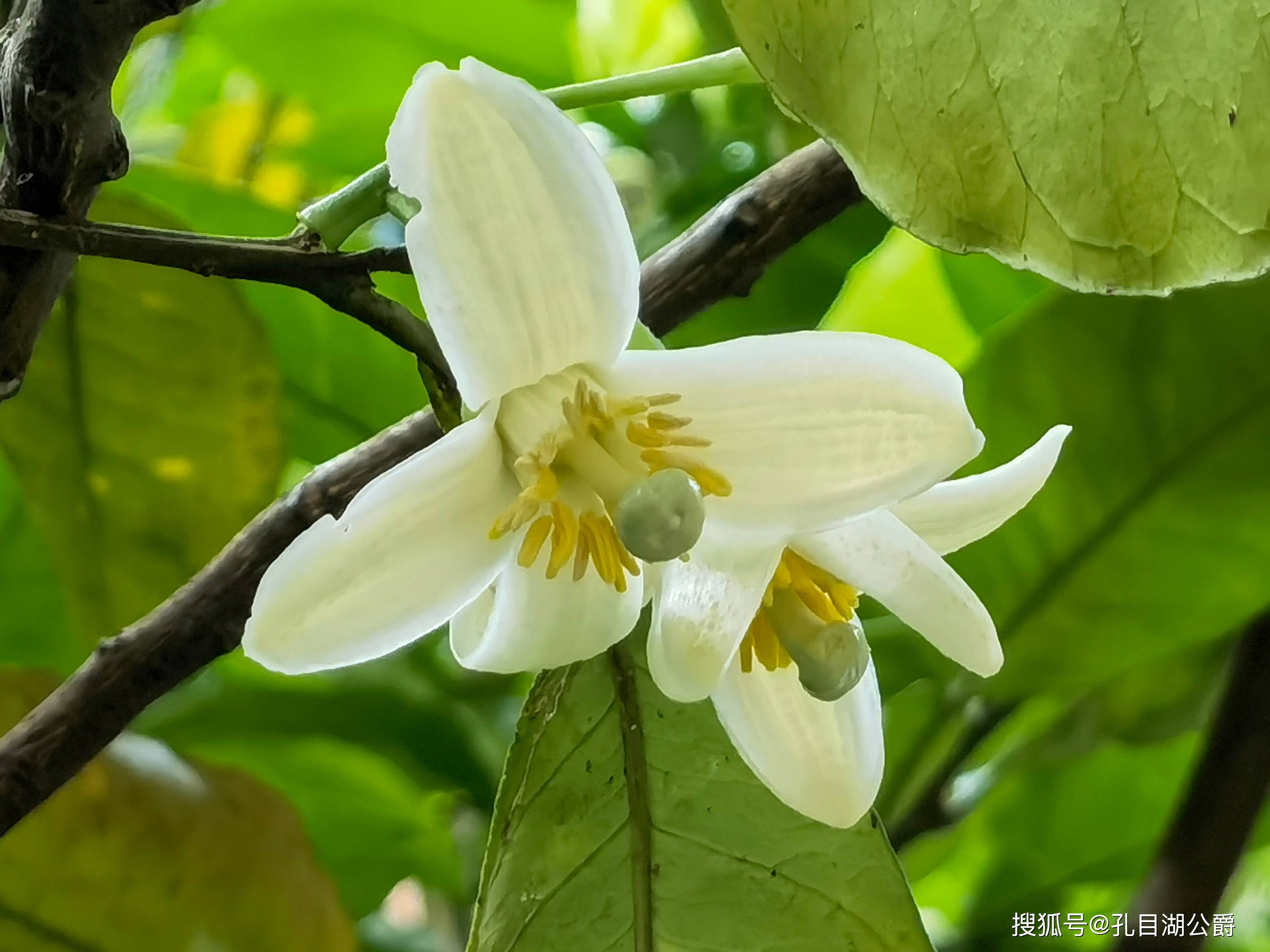 柚树花图片